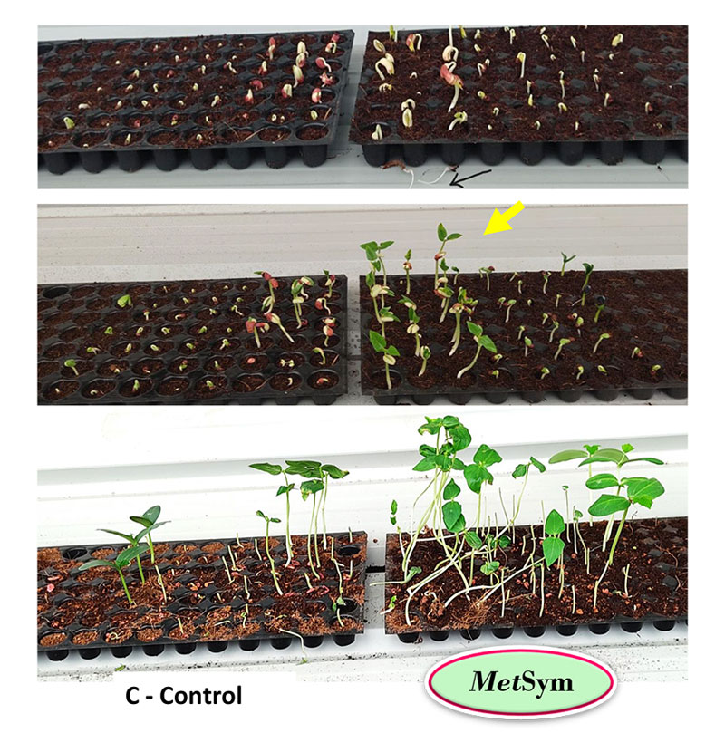 seed germination assay